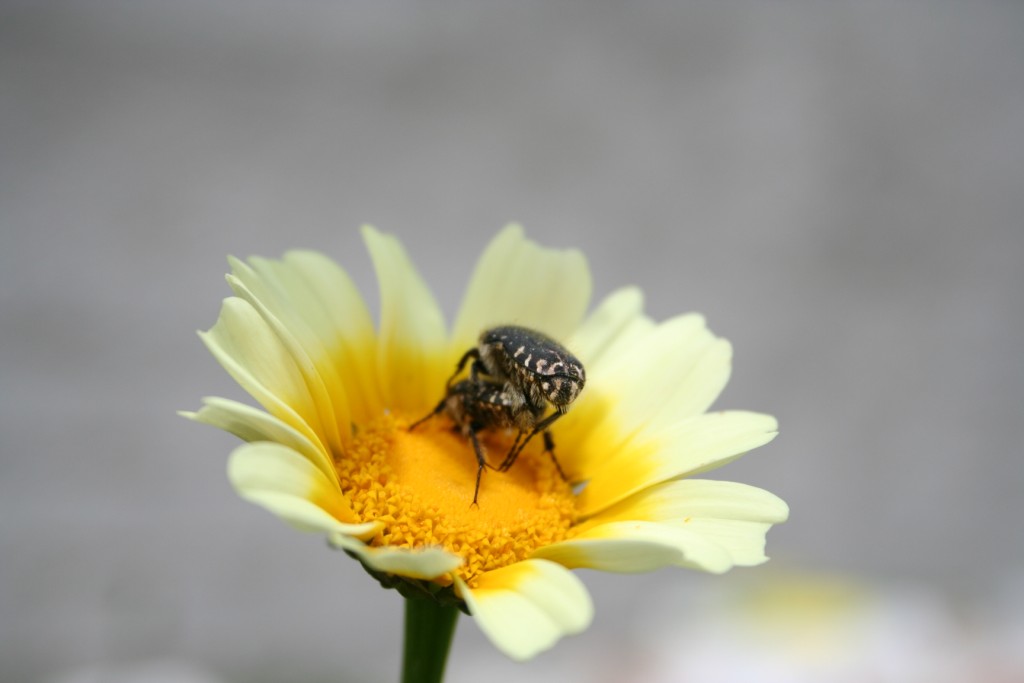 Fiori e insetti